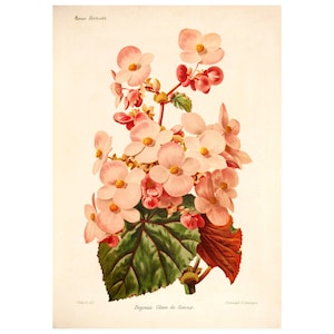 Begonia Vintage Illustration Giclee Fine Art Print - Framed / Unframed / Canvas