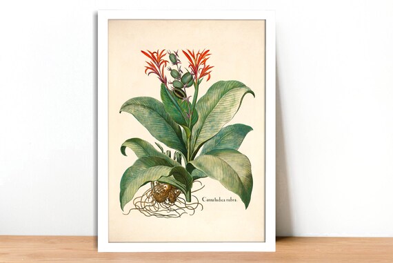 Canna Indica Vintage Lithograph (c. 1613) - Giclee Fine Art Print
