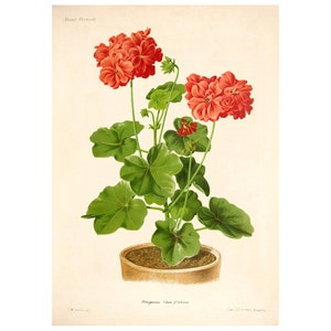 Geranium Vintage Lithograph (1832-1922) - Giclee Fine Art Print - Framed/Unframed/Canvas