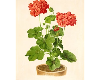 Geranium Vintage Lithograph (1832-1922) - Giclee Fine Art Print - Framed/Unframed/Canvas