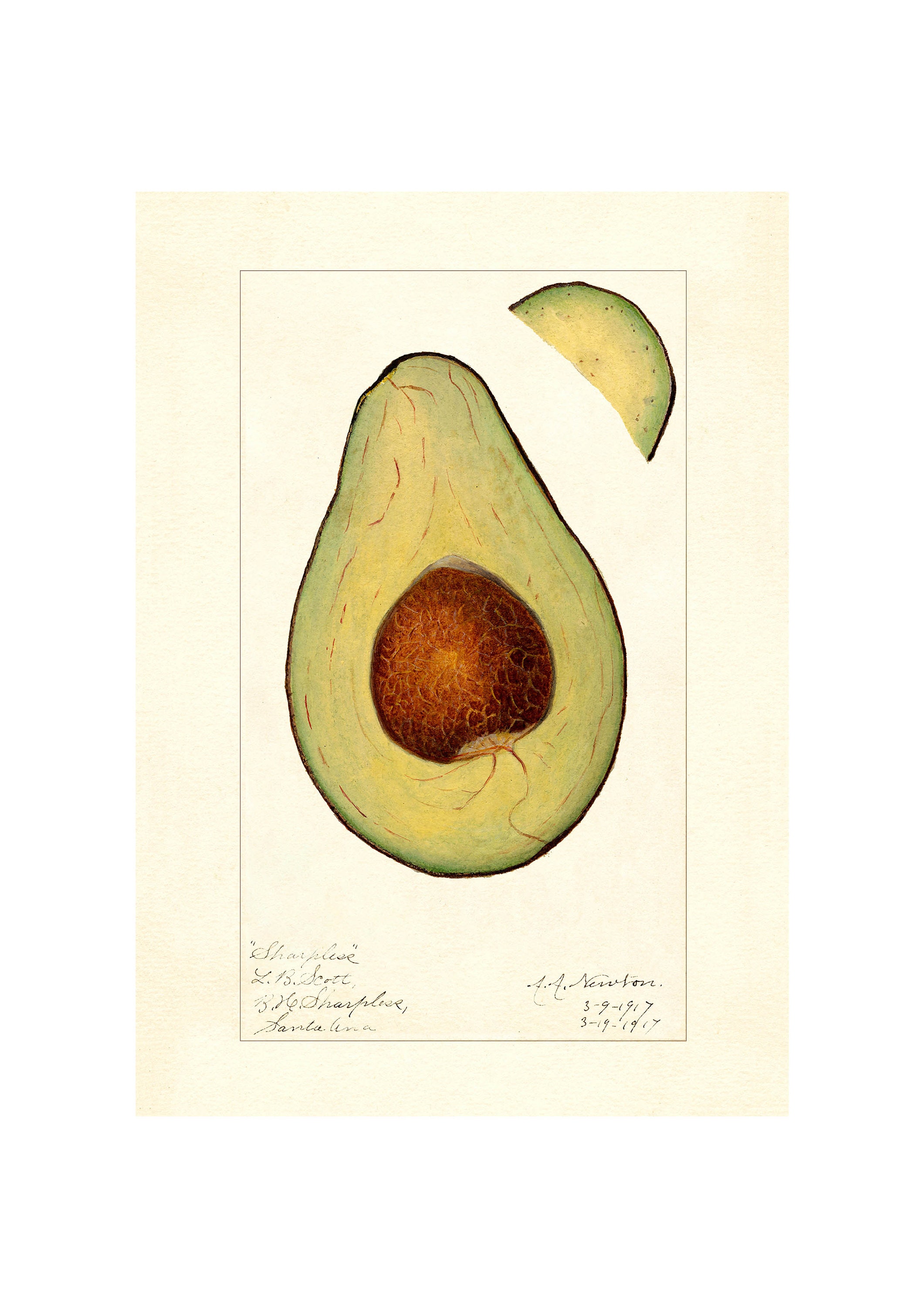 Alligator Pear or Avocado Vintage Lithograph 1900s Giclee Fine Art Print - Framed / Unframed / Canvas