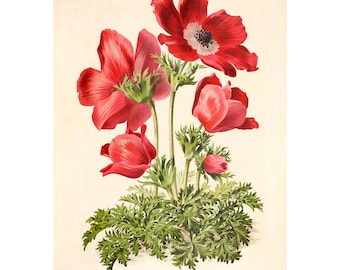 May include: A botanical illustration of a scarlet anemone flower with green foliage. The image is titled "Anemone simple excarlate hative".