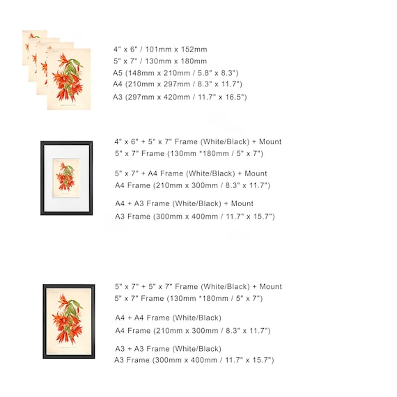 Oriental Hawthorn Crataegus Orientalis Giclee Fine Art Print