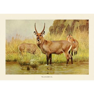 Waterbuck Fine Art Print - Vintage Lithograph from 1916 - Framed/Unframed