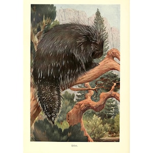 Canadian Porcupine Fine Art Print - Vintage Lithograph from 1882 - Framed/Unframed
