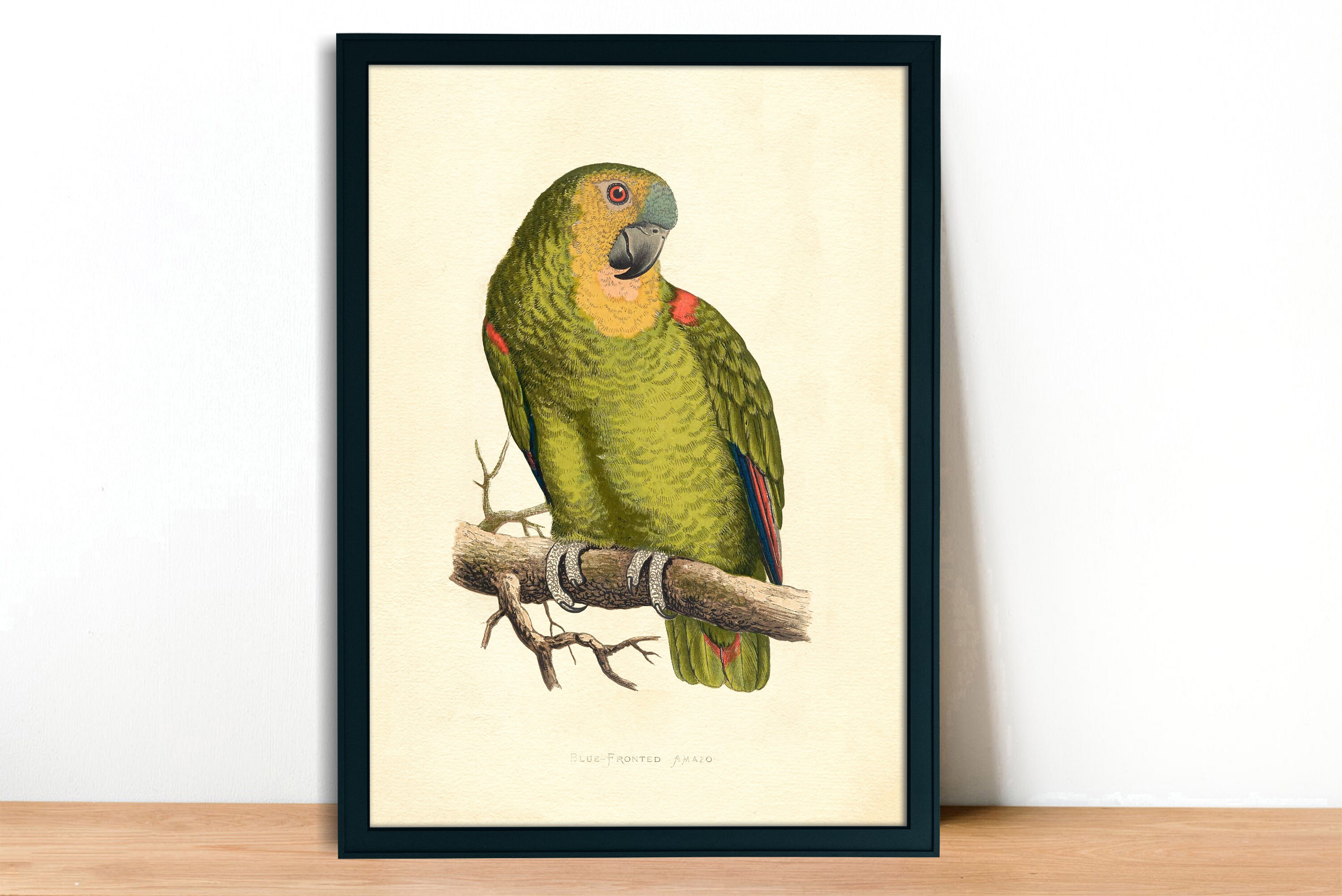 Blue Fronted Amazon Vintage Lithograph Giclee Fine Art Print Etsy