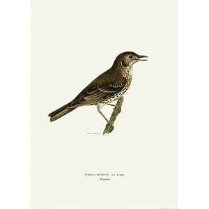 Song Thrush Giclee Fine Art Print Vintage Illustration Framed / Unframed / Canvas