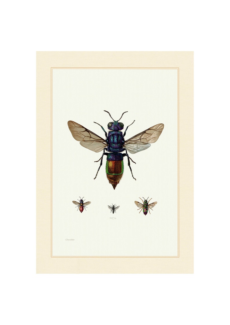 A4A3 FramedUnframed Cuckoo Wasp Vintage Lithograph Fine Art Print