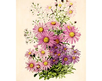 Autumn Asters Vintage Lithograph (1832-1922) - Giclee Fine Art Print - Framed/Unframed/Canvas