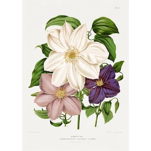 Clematis Flowers Clematis Varieties Vintage Lithograph Giclee Fine Art Print - Framed / Unframed / Canvas