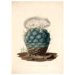 Cactus Vintage Lithograph (c. 1841) - Giclee Fine Art Print - Framed/Unframed/Canvas