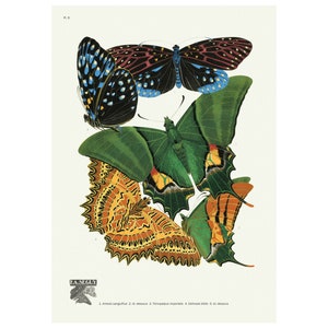 Butterflies Les Papillons Plate 6 Vintage Illustration Giclee Fine Art Print - Framed / Unframed / Canvas