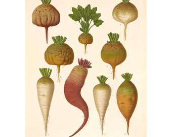 Sugar Beets and Mangel Wurzels Varieties Antique Illustration - Giclee Fine Art Print - Framed / Unframed / Canvas