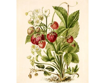 Strawberry Vintage Lithograph (1832-1922) - Giclee Fine Art Print - Framed/Unframed/Canvas