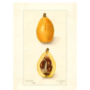 Loquat Fruits Vintage Lithograph 1900s Giclee Fine Art Print - Framed / Unframed / Canvas