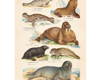Plate 12:  Harbor Seal, Sea Lion, Hooded Seal, Walrus, Sea Leopard Vintage Illustration - Giclee Fine Art Print - Framed / Unframed / Canvas
