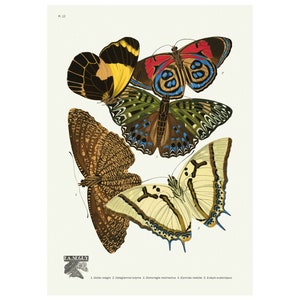 Butterflies Les Papillons Plate 12 Vintage Illustration Giclee Fine Art Print - Framed / Unframed / Canvas