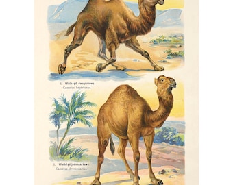 Plate 25: Dromedary Camel, Bactrian Camel Vintage Illustration - Giclee Fine Art Print - Framed / Unframed / Canvas