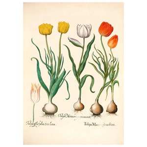 Tulip Antique Lithograph (c. 1613) - Giclee Fine Art Print - Framed / Unframed / Canvas