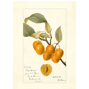 Plums Golden Beauty Plums Yellow Plums Vintage Lithograph 1900s Giclee Fine Art Print - Framed / Unframed / Canvas