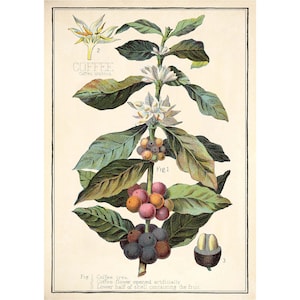 Litografía de Coffea Arabica - Impresión Giclée de Bellas Artes - Enmarcada / Sin enmarcar / Lienzo