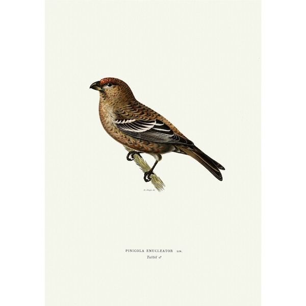 Pine Grosbeak Giclee Fine Art Print Vintage Illustration Framed / Unframed / Canvas