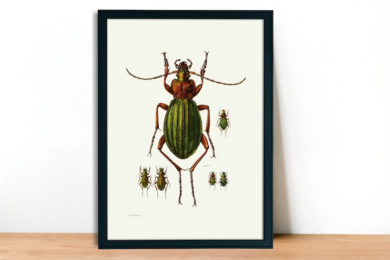 Fine Art Print A4A3 FramedUnframed Ground Beetle Vintage Lithograph