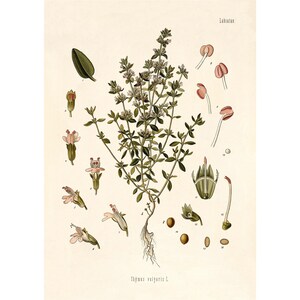 May include: A botanical illustration of Thyme, also known as Thymus vulgaris, with detailed drawings of the plant's leaves, flowers, seeds, and roots. The illustration is labeled with the scientific name and the family name, Labiatae.