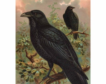Common Raven - Giclee Fine Art Print - Framed / Unframed / Canvas