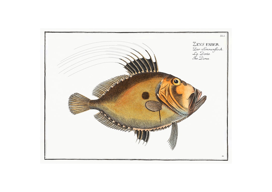 Wildlife Laser Print - John Dory main image 1