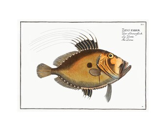 John Dory Antique Illustration (1785–1797) - Giclee Fine Art Print - Framed / Unframed / Canvas