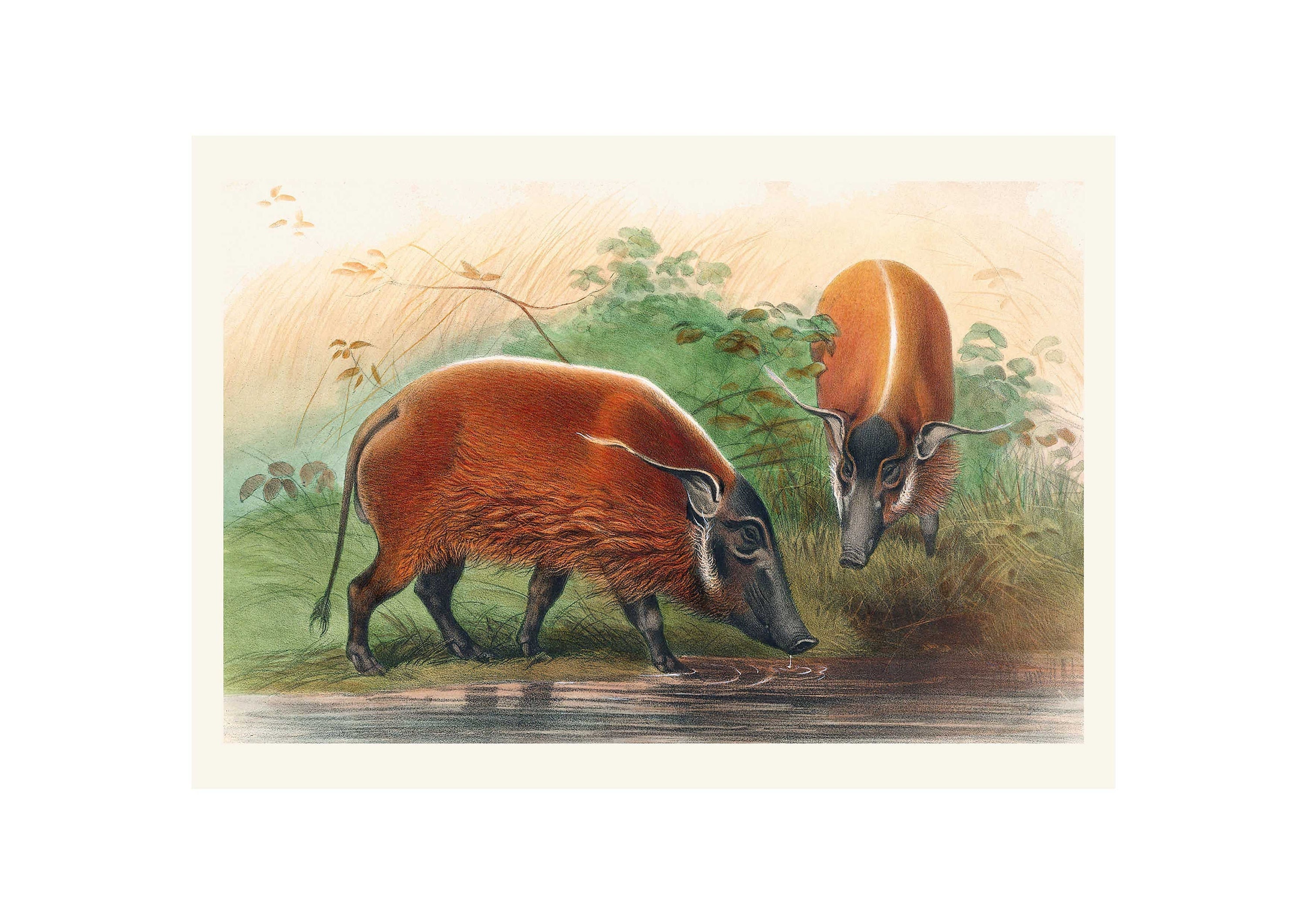Red River Hog Illustration - Zoological Sketches - Giclee Fine Art Print - Framed / Unframed / Canvas