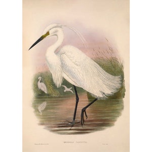 Little Egret Vintage Illustration - Giclee Fine Art Print - Framed / Unframed / Canvas
