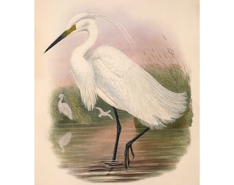 Kleine zilverreiger Vintage illustratie - giclee-fine-artprint - ingelijst / ingelijst / canvas