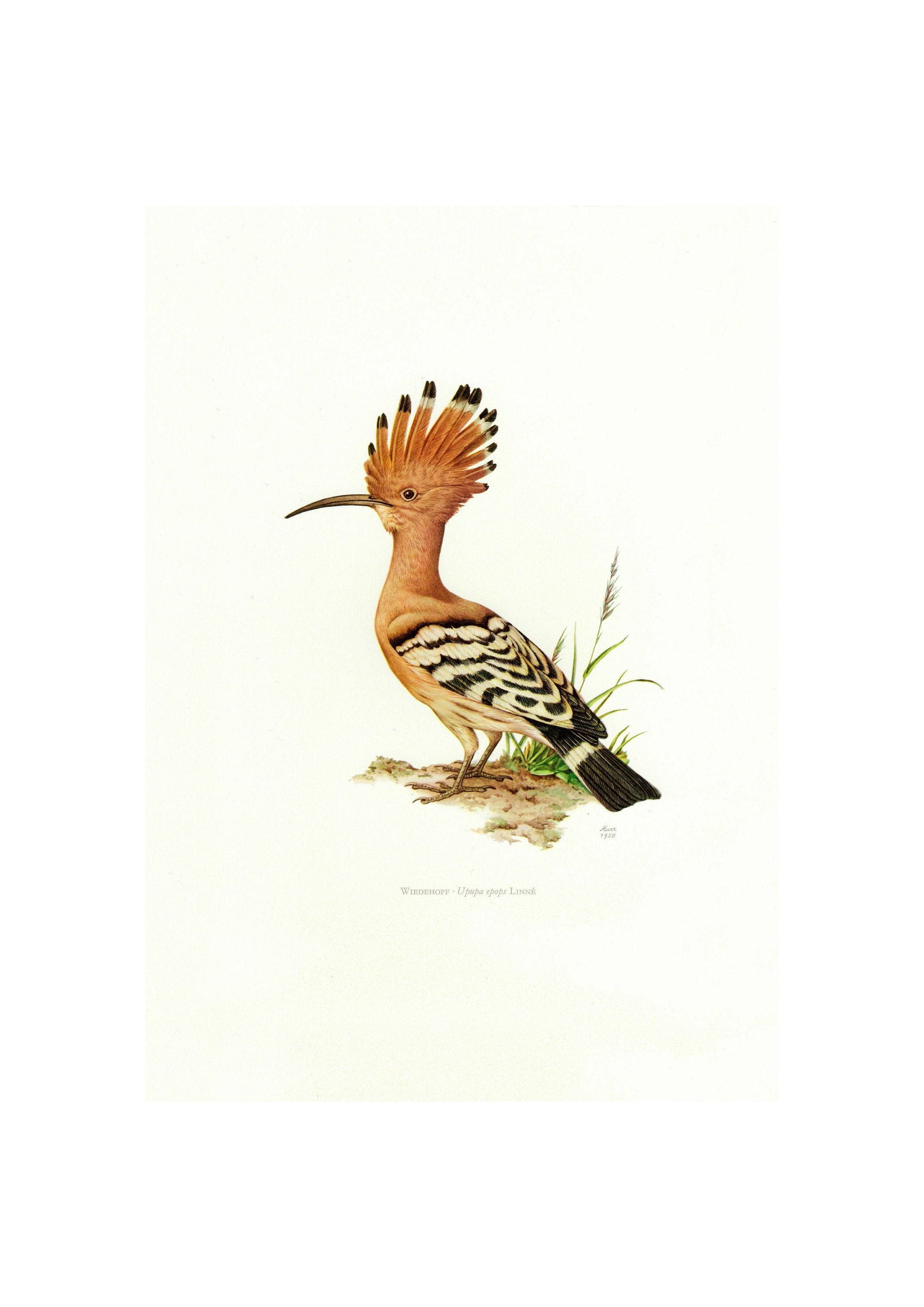 1958 Hoopoes Vintage Lithograph FramedUnframed - Giclee Fine Art Print