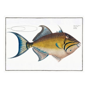 May include: A vintage illustration of a triggerfish with a yellow, brown, and blue body. The fish has a large, round head with a prominent mouth and a long, thin tail. The illustration is set against a white background and includes the text "Balistes Vetula - de la Mer de l'Inde - de Cuvier."
