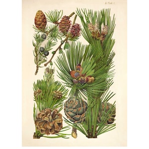 Specie di conifere: larice europeo, ginepro, pino cembro, pino silvestre. Litografia d&#39;epoca - Stampa artistica giclée / Tela.