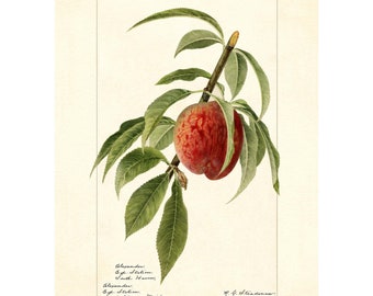 Original Vintage Peach Crate Label 1920s Perham Fruit  display picture 1