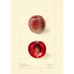 Peach Fruits Varieties Peaches Vintage Lithograph 1900s Giclee Fine Art Print - Framed / Unframed / Canvas