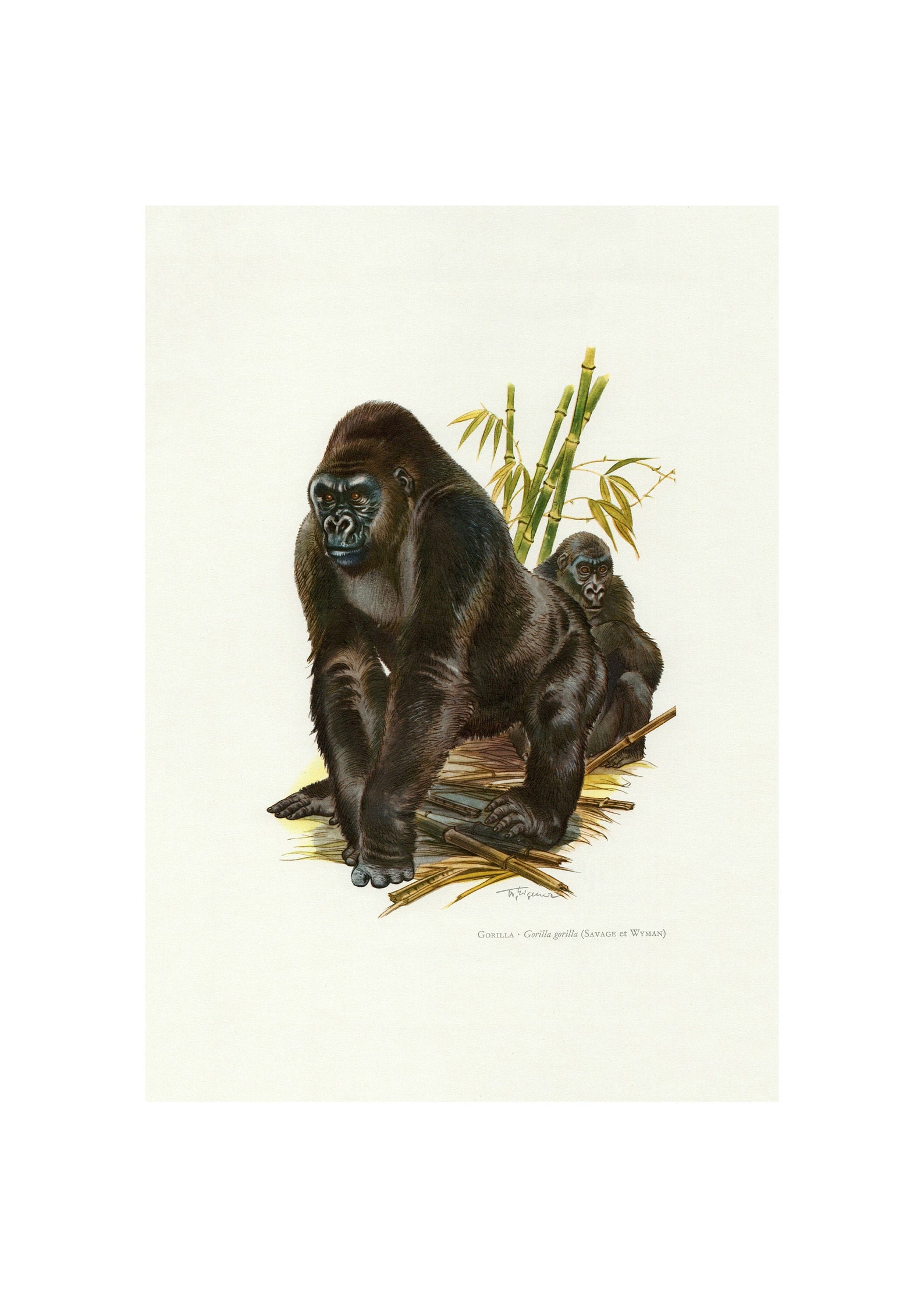 lithograph fine art lithograph fine art