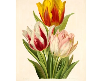 Pode incluir: Ilustração botânica de tulipas. A imagem apresenta três tulipas: uma com pétalas amarelas e vermelhas, outra com listras vermelhas e brancas e uma terceira com pétalas rosa suave. Folhas e caules verdes completam a composição.