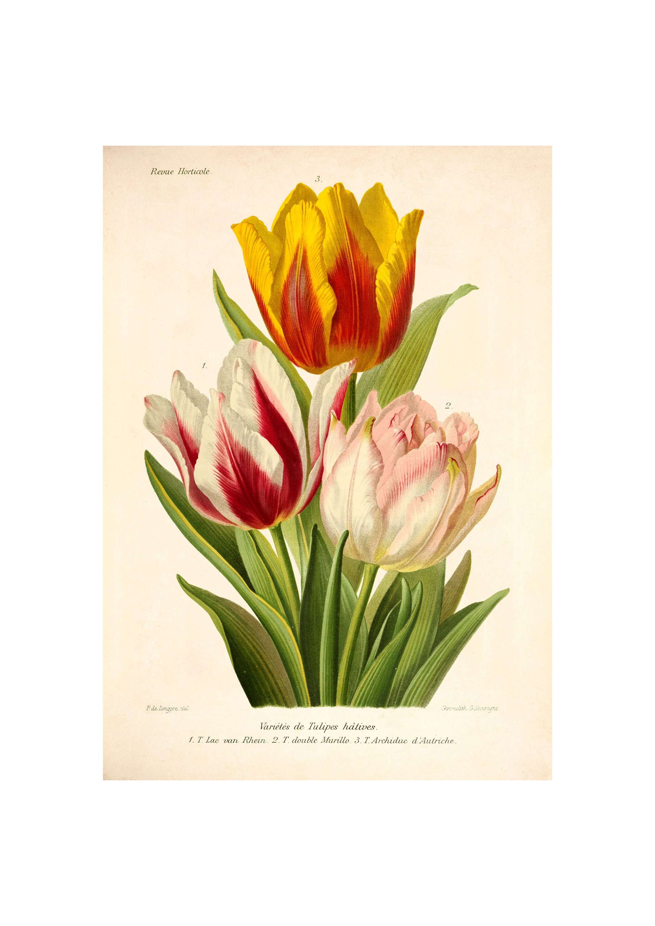 Tulip Vintage Lithograph (1832-1922) - Giclee Fine Art Print