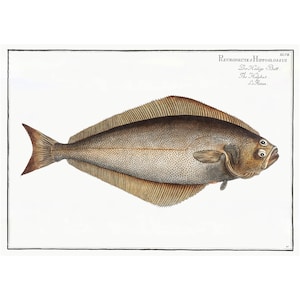 May include: A vintage illustration of a brown and white fish with the text "PLEURONECTES HIPPOGLOSSUS.  Dr. Knip's Butt. The Halibut.  L. Retzius."