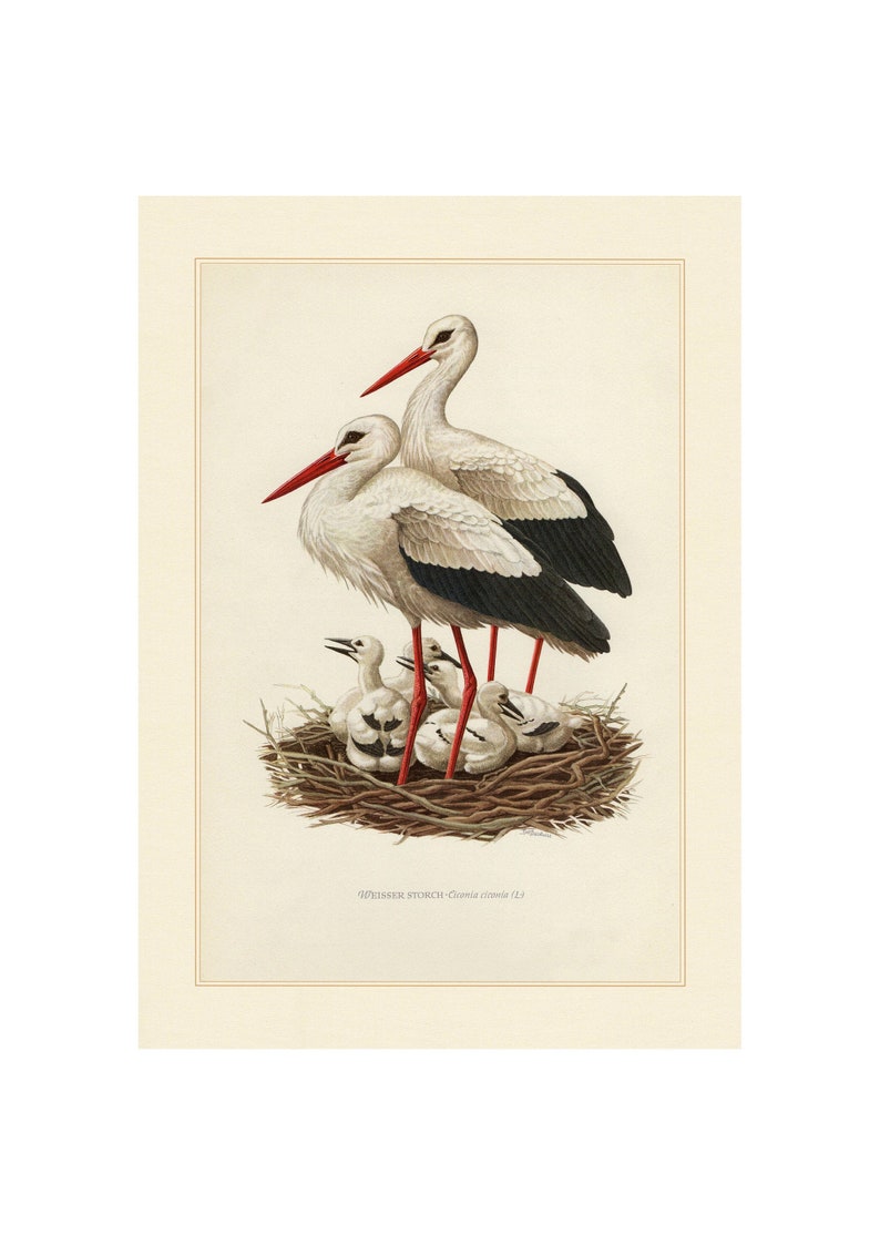 White Stork Vintage Lithograph Fine Art Print A4/A3 | Etsy