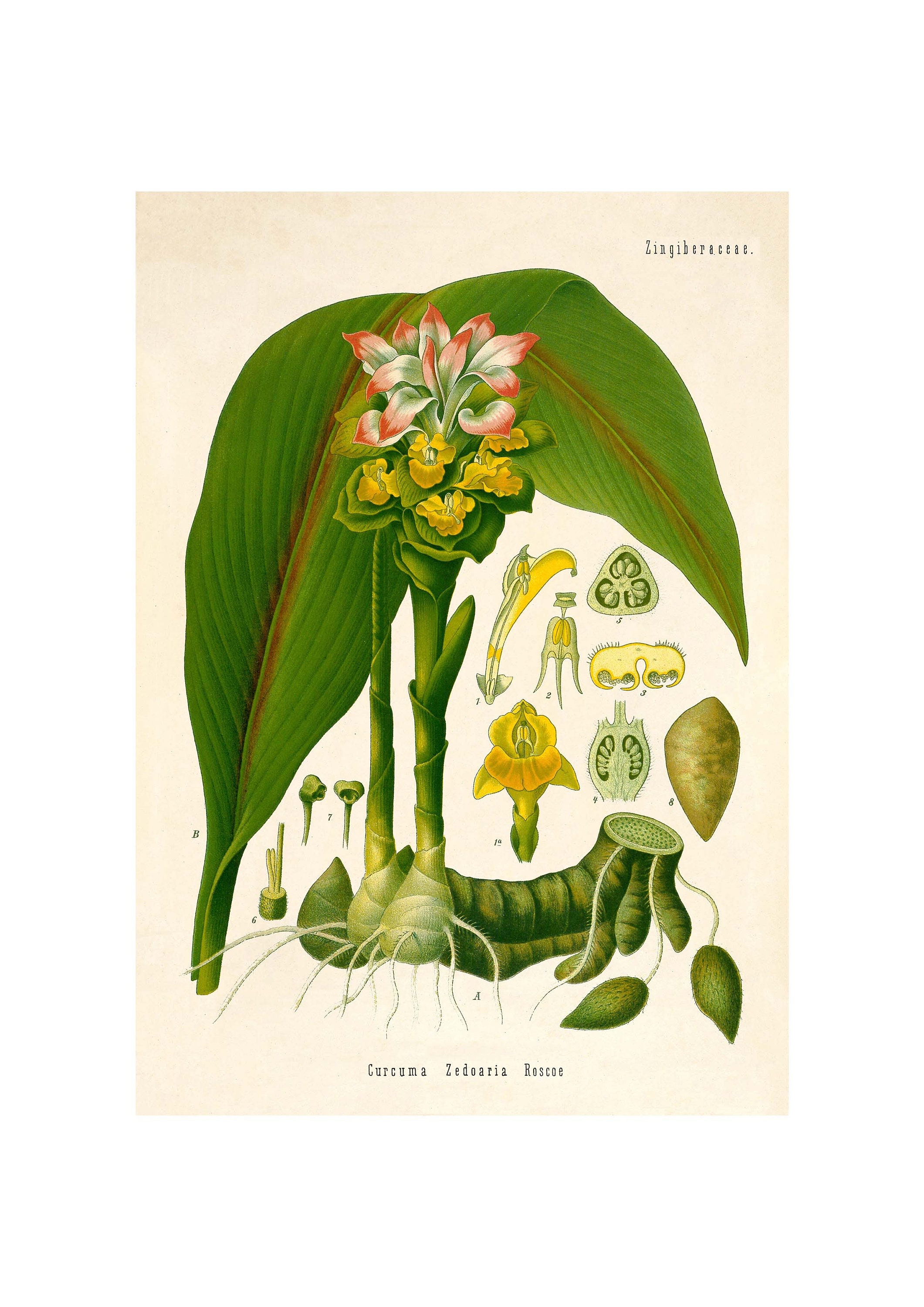 Curcuma Zedoaria or White Turmeric Vintage Illustration - Giclee
