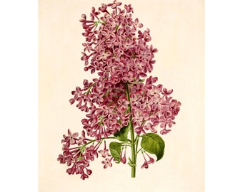 May include: A vintage botanical illustration of a lilac flower with pink blossoms and green leaves. The image is titled "Lilas M. F. Morel" and is from the "Revue Horticole".