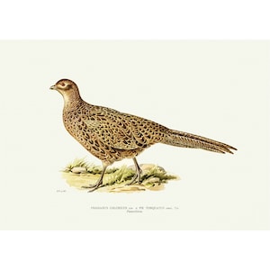 Ring-Necked Pheasant Vintage Illustration Giclee Fine Art Print Framed / Unframed / Canvas
