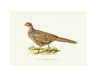 May include: A detailed illustration of a brown and white pheasant with a long tail. The pheasant is standing on a patch of grass and dirt. The illustration is labeled "PHASIANUS COLCHICUS, var. TORQUATUS, ann. 1/2.  Finsch, London."