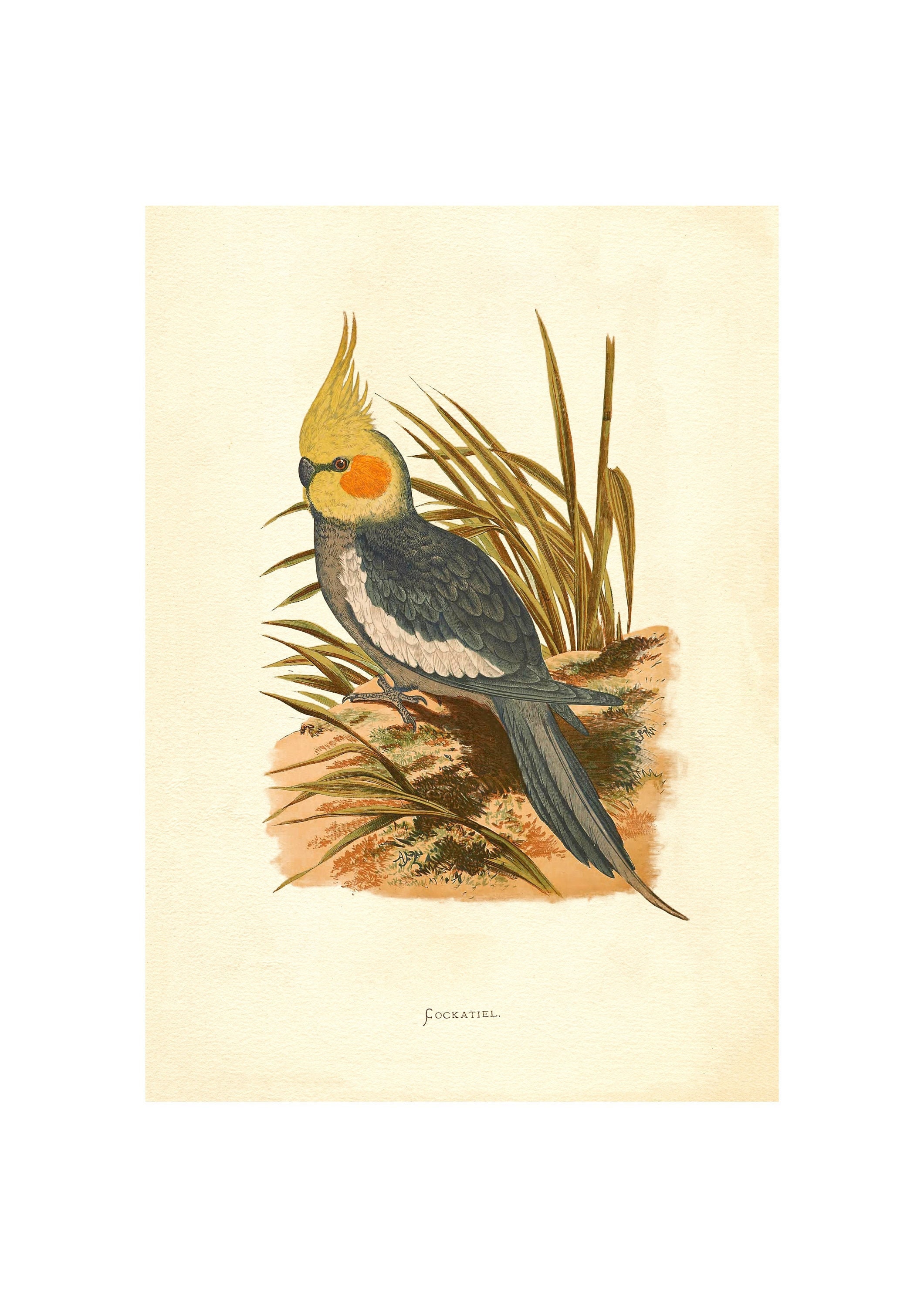 Cockatiel Parrot Vintage Illustration - Giclee Fine Art Print - Framed / Unframed / Canvas