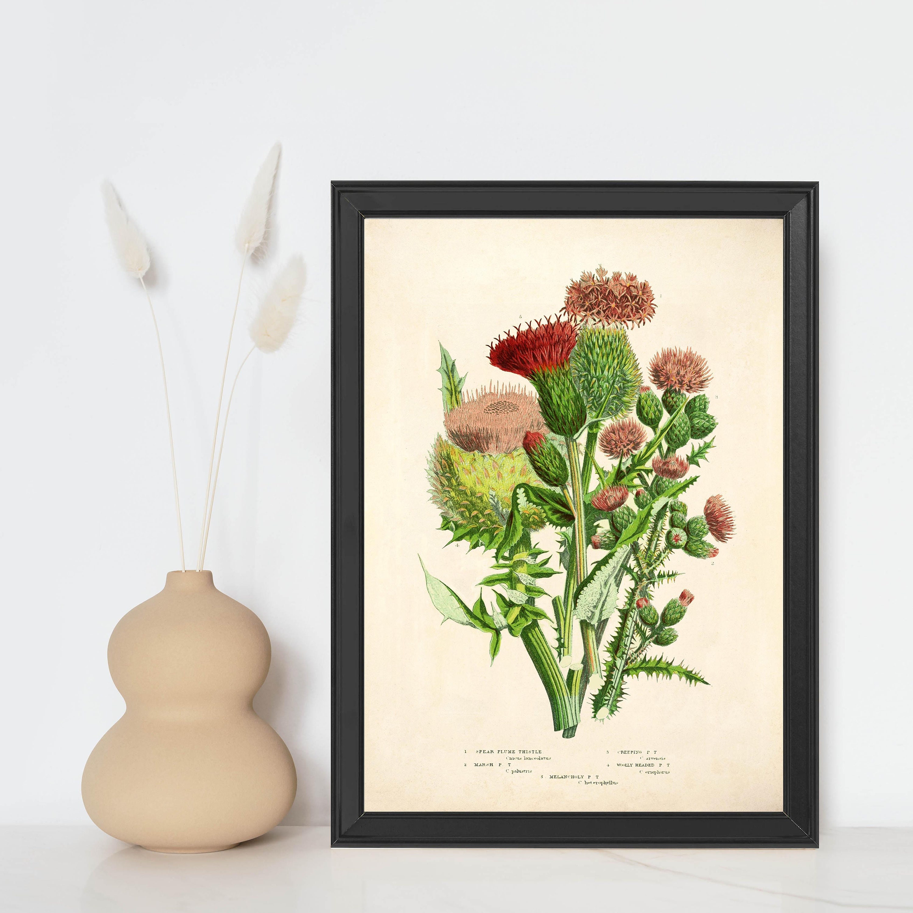 Thistles Musk Thistle Milk Thistle Giclee Fine Art Print - Etsy